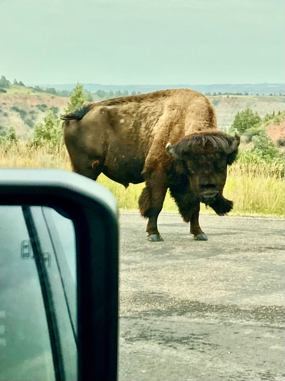 Gemi-BisonSideEyeInDoorMirror.jpeg