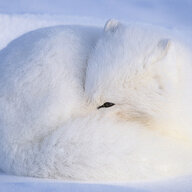 Snowfox